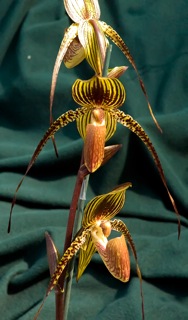 Paph Johanna Burkhardt
Named for one of my heroes. Johanna Burkhardt and her husband Hans sold many rare species from their home lab in the 1980s. Their home was DEEP in the redwood forest of Mendocino County, California on the banks of the Noyo River. Their cottage was solar and water powers. My brother Patrick and I visited on one of the best days in my life.
Hybrid is Paph rothschildianum x adductum.