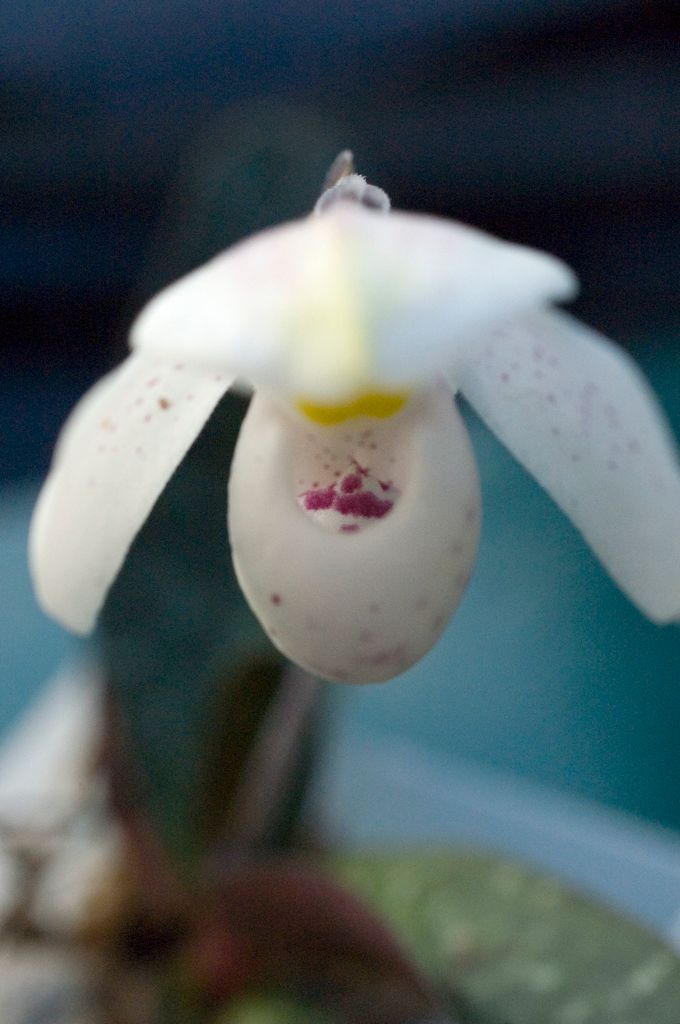 Paphiopedilum thaianum
