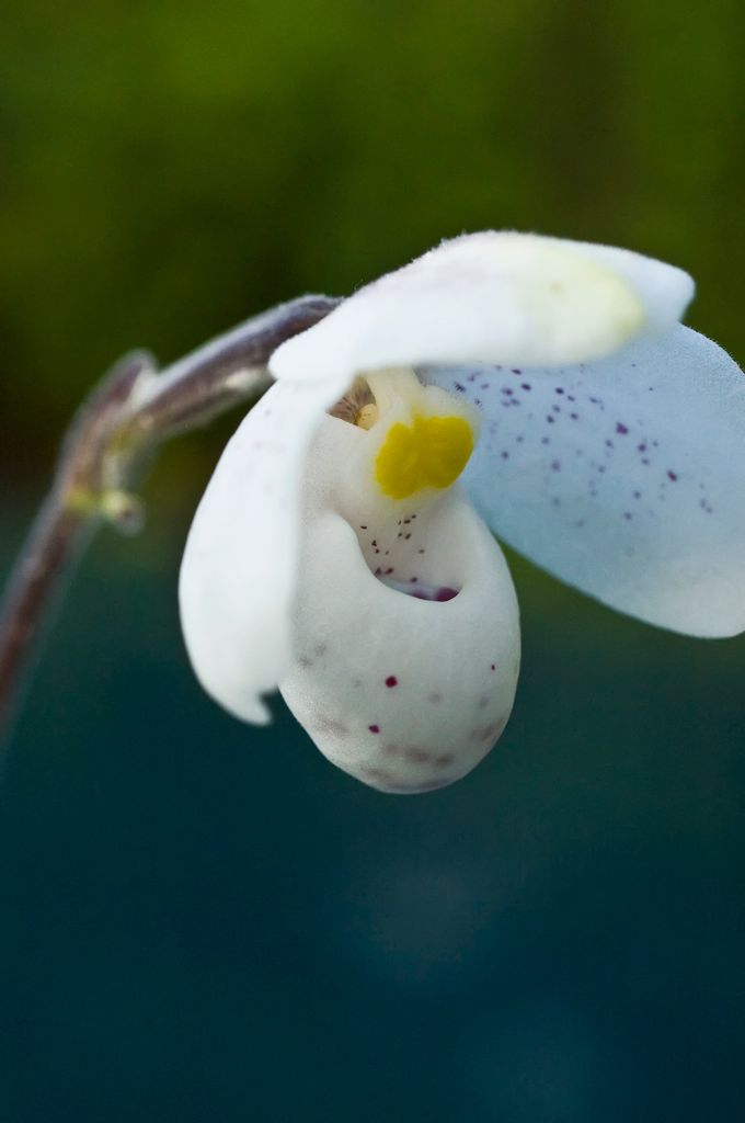 Paphiopedilum thaianum