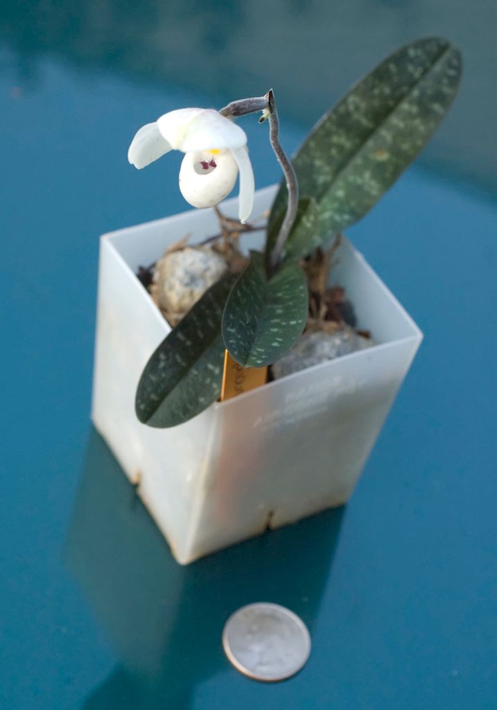 Paphiopedilum thaianum