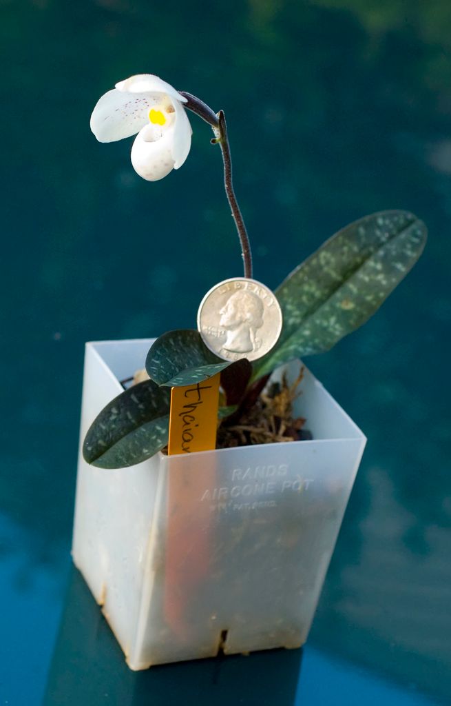 Paphiopedilum thaianum