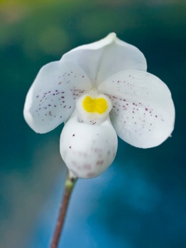 Paphiopedilum thaianum