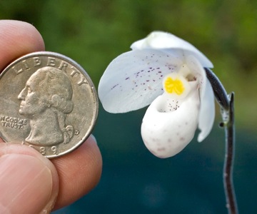 Paphiopedilum thaianum with U.S. quarter dollar