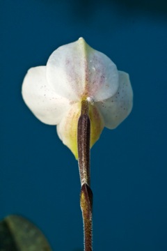 Paphiopedilum thaianum