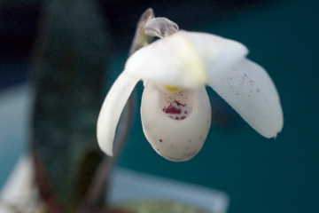 Paphiopedilum thaianum