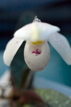 Paphiopedilum thaianum
