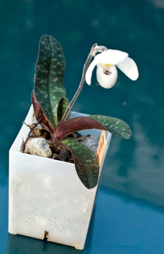 Paphiopedilum thaianum
