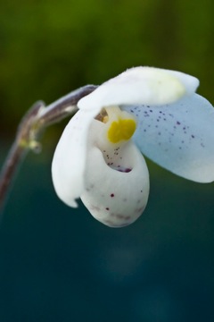 Paphiopedilum thaianum